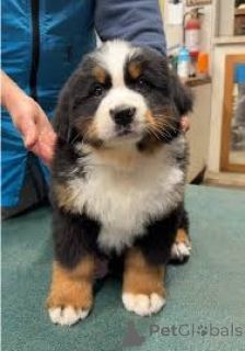 Photo №1. bernese mountain dog - for sale in the city of Berlin | 310$ | Announcement № 174955