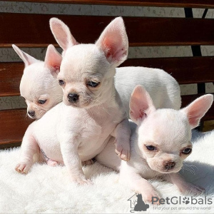 Photo №2 to announcement № 110840 for the sale of chihuahua - buy in Germany private announcement, from nursery, breeder