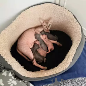 Photo №1. donskoy cat - for sale in the city of Much | 392$ | Announcement № 167252