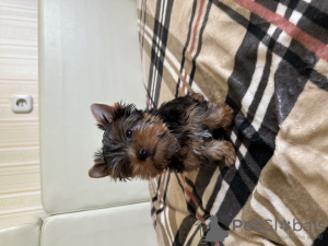 Photo №4. I will sell yorkshire terrier in the city of Brest. private announcement - price - 264$