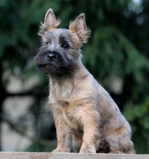 Photo №2 to announcement № 4424 for the sale of cairn terrier - buy in Russian Federation breeder