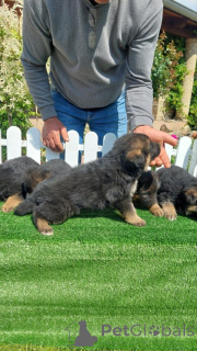 Photo №2 to announcement № 139067 for the sale of otterhound - buy in Serbia 