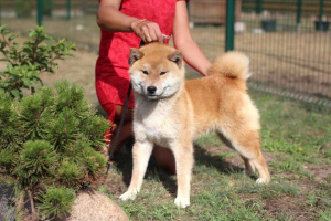 Photo №1. shiba inu - for sale in the city of Grodno | Negotiated | Announcement № 3951