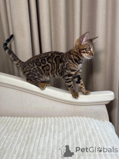 Photo №1. bengal cat - for sale in the city of Uppsala | 706$ | Announcement № 153261