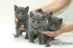 Photo №1. russian blue - for sale in the city of Amsterdam | 723$ | Announcement № 160780