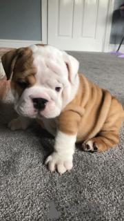 Photo №4. I will sell english bulldog in the city of Middelfart. breeder - price - 402$