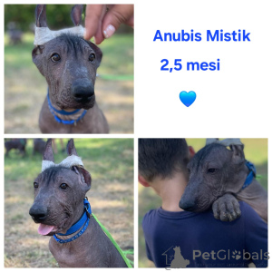 Photo №3. Fore Mexican puppies (. Bulgaria