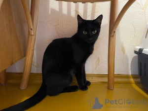 Additional photos: Gorgeous black Bagheera in the kindest hands!