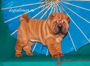 Photo №2 to announcement № 8220 for the sale of shar pei - buy in Russian Federation private announcement