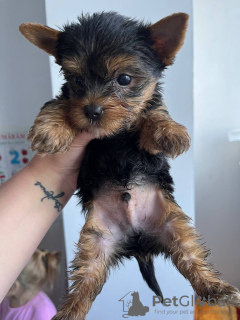 Photo №2 to announcement № 43027 for the sale of yorkshire terrier - buy in Germany private announcement