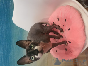 Photo №1. sphynx cat - for sale in the city of Yuzhnoukrainsk | Is free | Announcement № 7367
