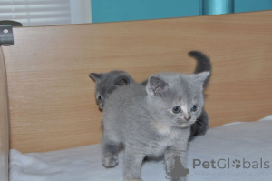Photo №1. russian blue - for sale in the city of Berlin | 310$ | Announcement № 159392