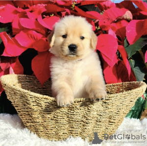 Photo №4. I will sell golden retriever in the city of Munich. private announcement, from nursery - price - 1000$