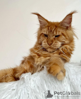 Photo №2 to announcement № 103702 for the sale of maine coon - buy in Germany breeder