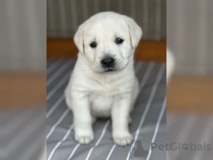 Photo №2 to announcement № 136937 for the sale of labrador retriever - buy in Germany 