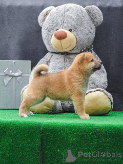 Photo №1. shiba inu - for sale in the city of Zrenjanin | negotiated | Announcement № 81774