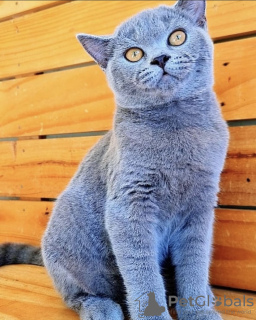 Additional photos: British shorthair