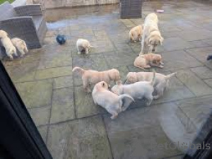 Photo №1. golden retriever - for sale in the city of Paris | 1032$ | Announcement № 164081