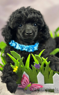 Photo №1. poodle (toy) - for sale in the city of Sombor | 1412$ | Announcement № 148227