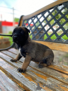 Additional photos: Belgian Shepherd puppies