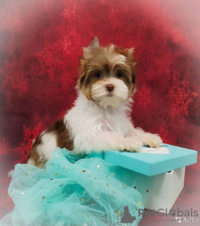 Photo №1. beaver yorkshire terrier - for sale in the city of St. Petersburg | 679$ | Announcement № 8354