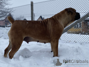 Additional photos: South African Boerboel Mastiff puppies