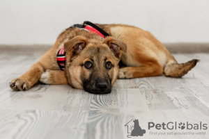 Photo №2 to announcement № 133391 for the sale of non-pedigree dogs - buy in Russian Federation private announcement