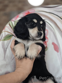 Photo №2 to announcement № 164018 for the sale of dachshund - buy in Finland private announcement, from the shelter