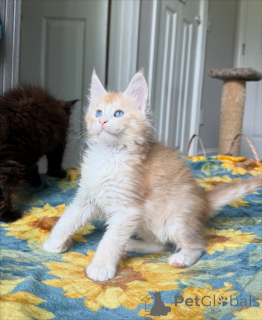 Photo №3. Meet Leo our little lion with a heart of gold. Brave, loving, and full of charm,. Belgium