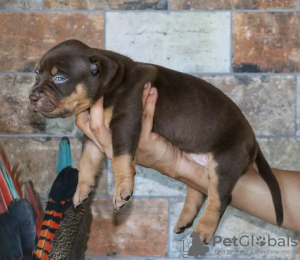 Photo №2 to announcement № 126645 for the sale of american pit bull terrier - buy in United States 