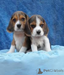 Photo №1. beagle - for sale in the city of Brussels | 826$ | Announcement № 167734
