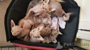 Photo №1. sphynx cat - for sale in the city of Wuppertal | negotiated | Announcement № 32031