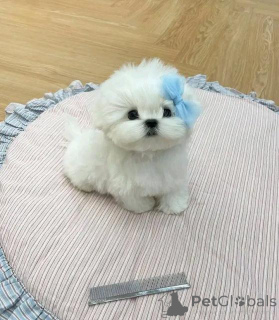 Photo №1. maltese dog - for sale in the city of Schwerzenbach | negotiated | Announcement № 160055