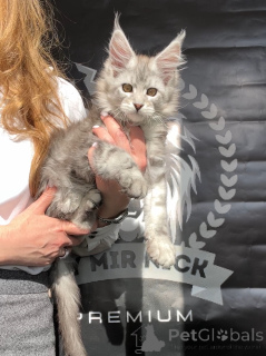 Photo №4. I will sell maine coon in the city of Denver. from nursery - price - 1500$