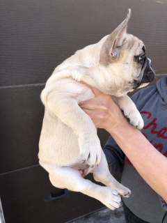 Photo №3. French Bulldog. Ukraine