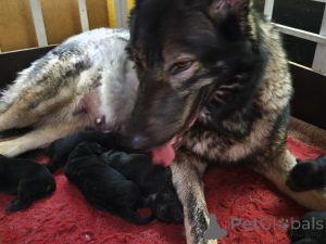 Photo №1. saarloos wolfdog - for sale in the city of Tallinn | negotiated | Announcement № 164489