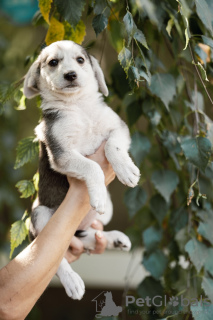 Photo №3. Puppy-girl Button is looking for a home. Russian Federation