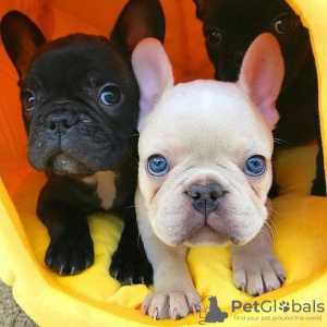 Photo №4. I will sell french bulldog in the city of Potsdam. private announcement - price - 380$