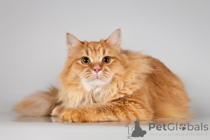 Photo №3. Charming red cat Buttercup is looking for a home. Russian Federation