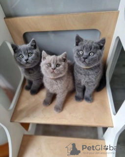 Photo №1. british shorthair - for sale in the city of Tallinn | Is free | Announcement № 119394