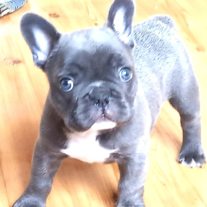 Photo №1. french bulldog - for sale in the city of Kiev | 41$ | Announcement № 4127