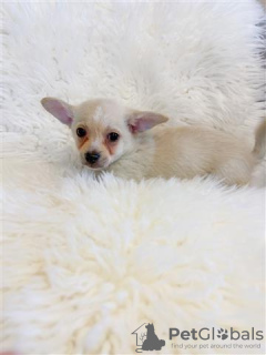 Photo №2 to announcement № 57267 for the sale of chihuahua - buy in Australia private announcement