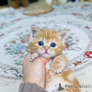 Photo №2 to announcement № 155838 for the sale of munchkin - buy in Czech Republic breeder