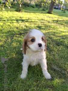 Photo №4. I will sell american cocker spaniel, english cocker spaniel, english springer spaniel, welsh springer spaniel, irish water spaniel, spanish water dog, spanisch mastiff, cavalier king charles spaniel, cavalier king charles spaniel, clumber spaniel, russian spaniel, tibetan spaniel in the city of Tallinn. private announcement, from nursery, breeder - price - 1032$