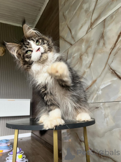 Photo №2 to announcement № 169923 for the sale of maine coon - buy in Germany breeder