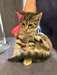 Photo №3. 10 domestic mixed-breed kittens of a British woman are looking for their home. Russian Federation