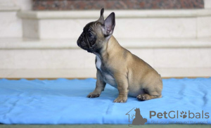 Photo №1. french bulldog - for sale in the city of Kiev | 364$ | Announcement № 7476