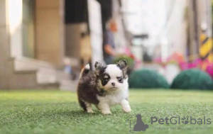 Photo №1. chihuahua - for sale in the city of Berlin | 370$ | Announcement № 107517