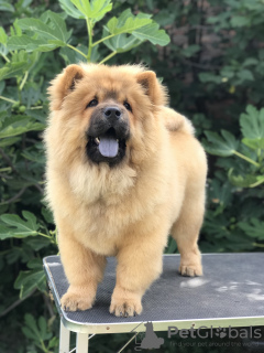 Additional photos: Chow Chow puppies for sale!