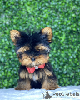 Photo №2 to announcement № 149979 for the sale of yorkshire terrier - buy in United States private announcement, from nursery, from the shelter, breeder